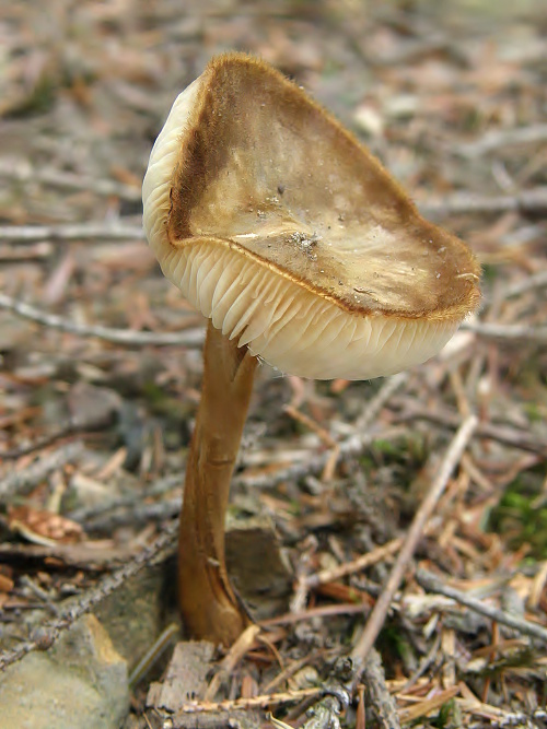 zamatka jedľová Oudemansiella melanotricha (Dörfelt) M.M. Moser