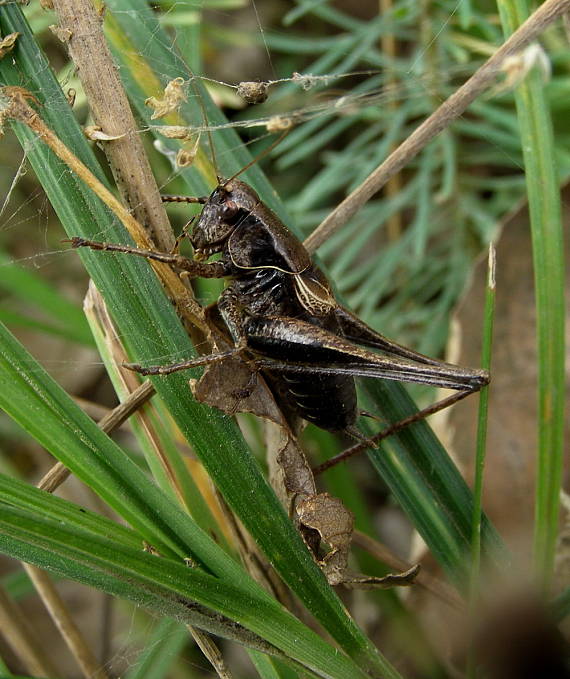 kobylka hnedkasta  samček Pholidoptera griseoaptera