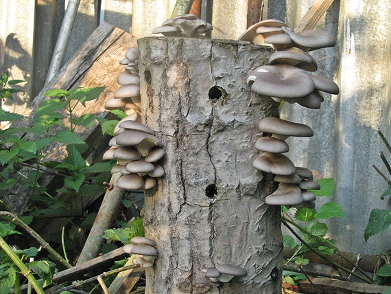 hliva ustricovitá Pleurotus ostreatus (Jacq.) P. Kumm.