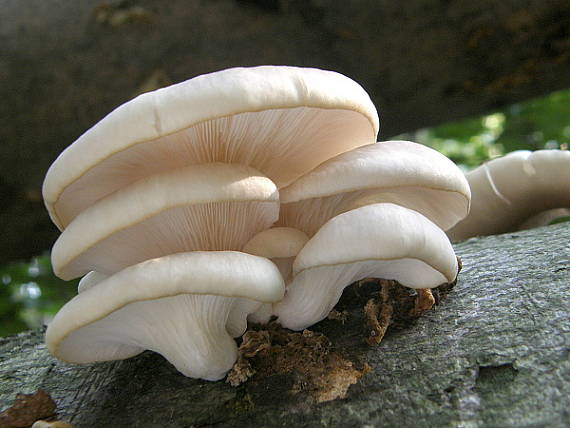 hliva buková Pleurotus pulmonarius (Fr.) Quél.