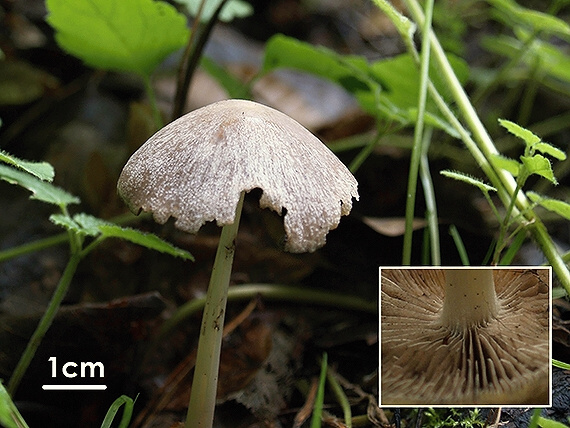 drobuľka Psathyrella sp.