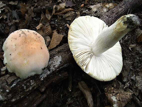 plávka Russula sp.