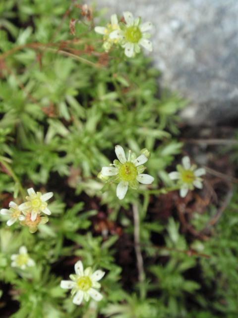 lomikameň Saxifraga sp.