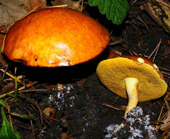 masliak zrnity Suillus granulatus (L.) Roussel