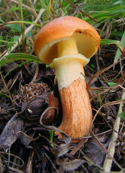 masliak smrekovcový Suillus grevillei (Klotzsch) Singer