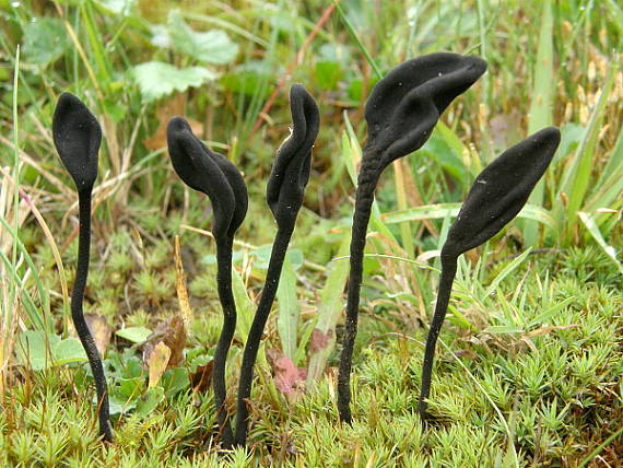 pajazýček chlpatý Trichoglossum hirsutum (Pers.) Boud.