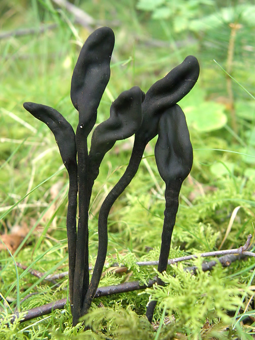 pajazýček chlpatý Trichoglossum hirsutum (Pers.) Boud.