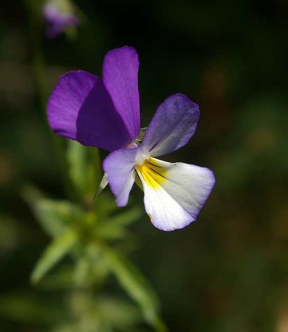 fialka trojfarebná Viola tricolor L. emend. F. W. Schmidt