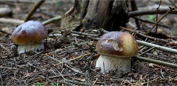 boletus edulis