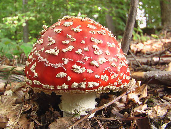 muchotrávka červená Amanita muscaria (L.) Lam.