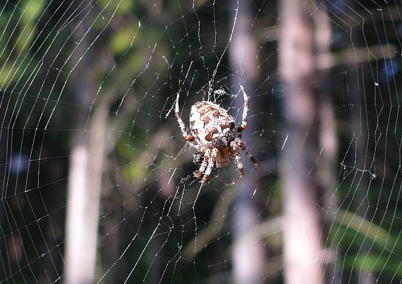 križiak obyčajný  Araneus diadematus