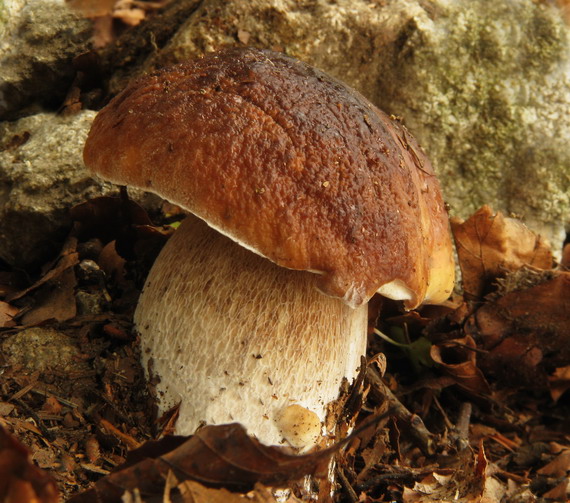 hríb smrekový Boletus edulis Bull.