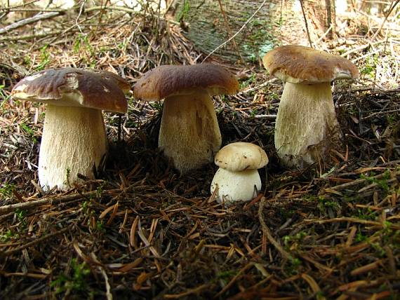 hríb smrekový Boletus edulis Bull.