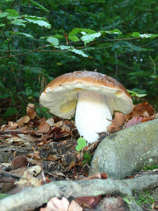 hríb smrekový Boletus edulis Bull.