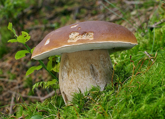 hríb smrekový Boletus edulis Bull.