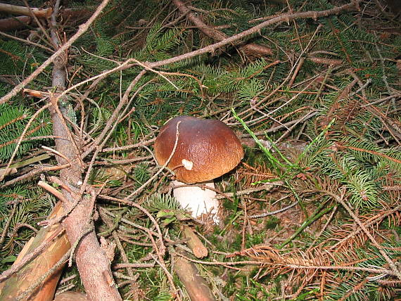 hríb smrekový Boletus edulis Bull.