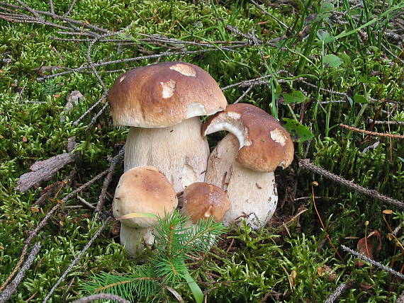 hríb smrekový Boletus edulis Bull.