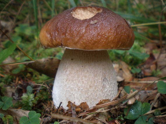 hríb smrekový Boletus edulis Bull.