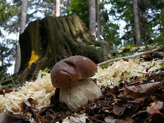 hríb smrekový Boletus edulis Bull.