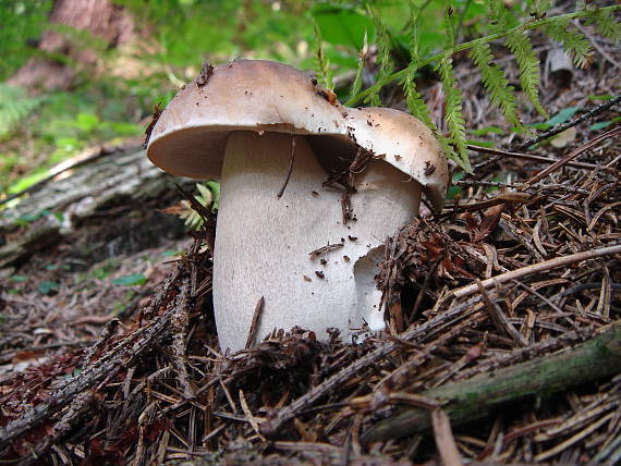 hríb smrekový Boletus edulis Bull.