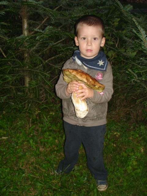 hríb smrekový Boletus edulis Bull. ex Fr.