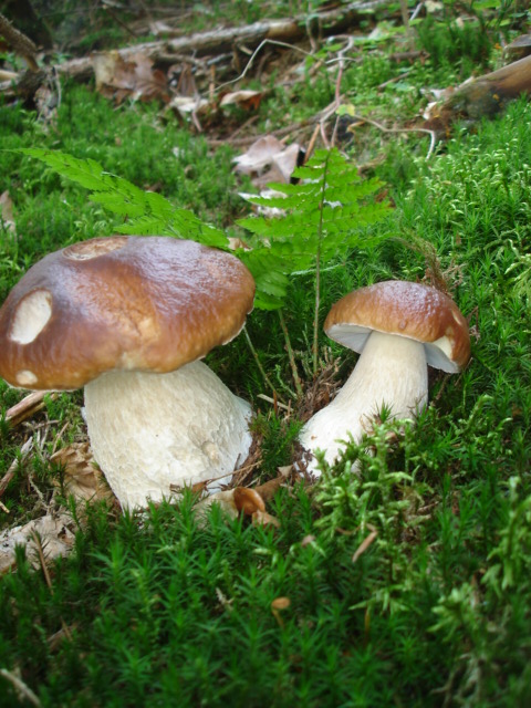 hríb smrekový Boletus edulis Bull.