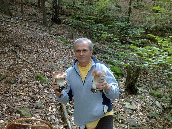 hríb dubový Boletus reticulatus Schaeff. ex Boud.