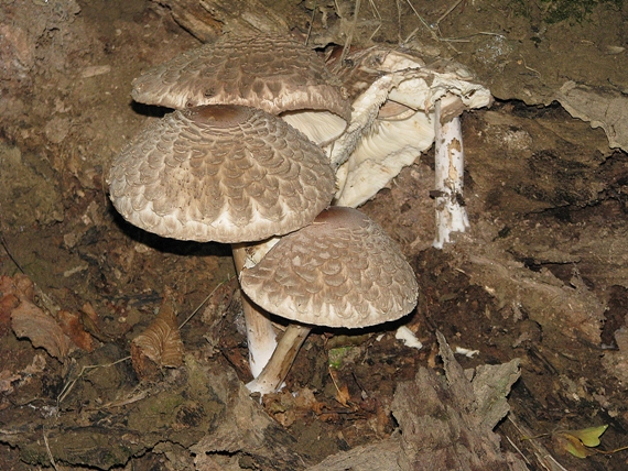 bedľa červenejúca Chlorophyllum rachodes (Vittad.) Vellinga