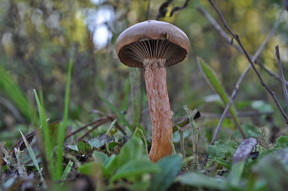 sliziak lepkavý Chroogomphus rutilus (Schaeff.) O.K. Mill.