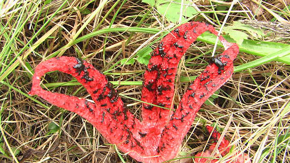 mrežovka kvetovitá Clathrus archeri (Berk.) Dring