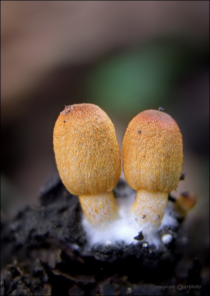 hnojník oranžovohrdzavý Coprinopsis erythrocephala (Lév.) Redhead, Vilgalys & Moncalvo