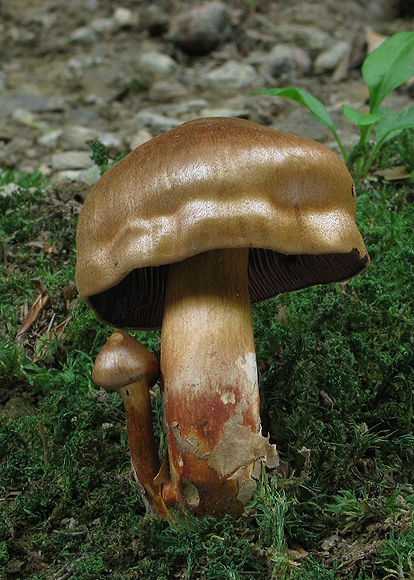 pavučinovec hnedočervený Cortinarius purpureus (Bull.) Bidaud, Moënne-Locc. & Reumaux