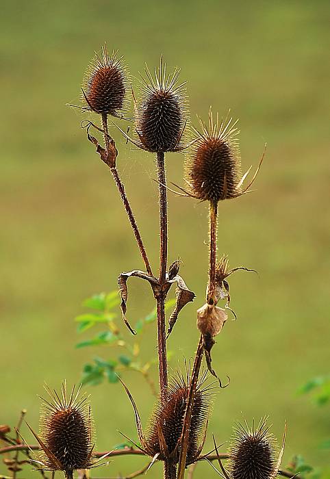 štetka lesná Dipsacus fullonum L.