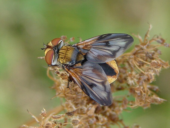 kuklica plochá Ectophasia crassipennis (Fabricius, 1794)