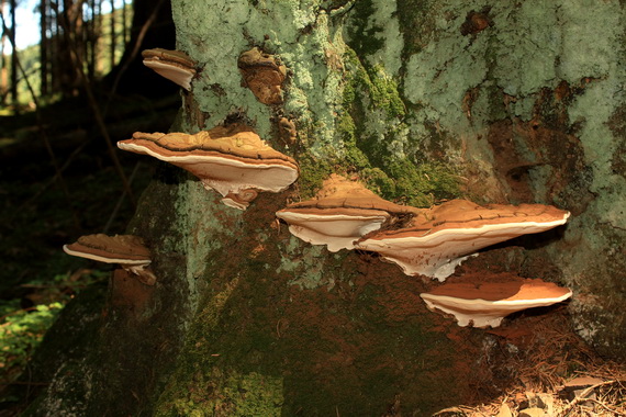 lesklokôrovka plochá Ganoderma applanatum (Pers.) Pat.