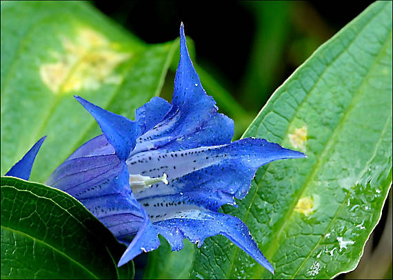 horec luskáčovitý Gentiana asclepiadea L.