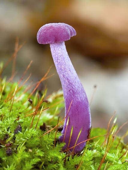 lakovka ametystová Laccaria amethystina (Huds.) Cooke