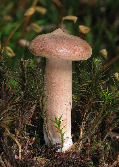 rýdzik gáfrový Lactarius camphoratus (Bull.) Fr.