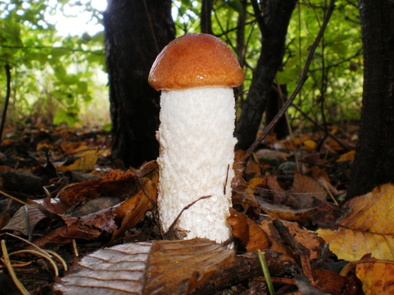 kozák osikový Leccinum albostipitatum den Bakker & Noordel.