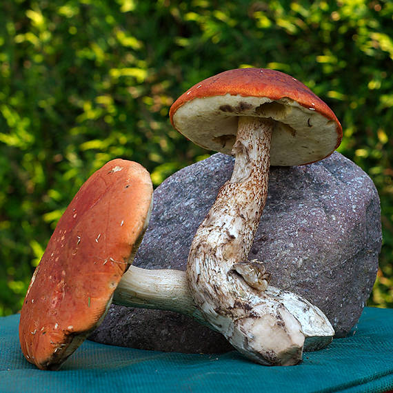 kozák osikový Leccinum albostipitatum den Bakker & Noordel.