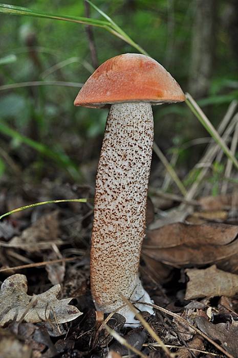 kozák dubový Leccinum aurantiacum (Bull.) Gray