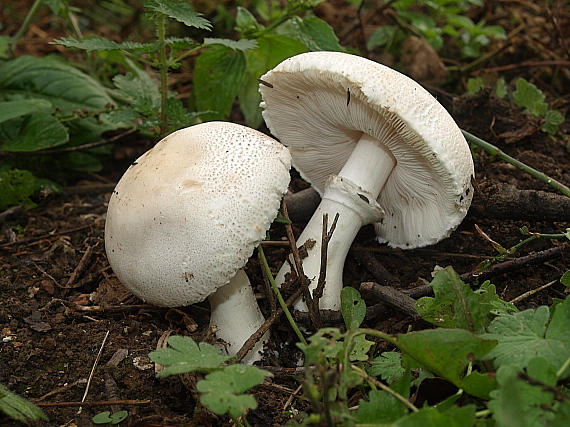 bedlica Leucoagaricus sp.