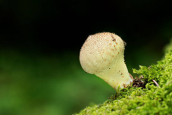 prášnica Lycoperdon sp.