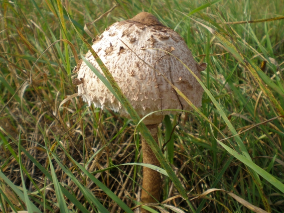 bedľa vysoká  Macrolepiota procera var. pseudo-olivascens  Bellù & Lanzoni