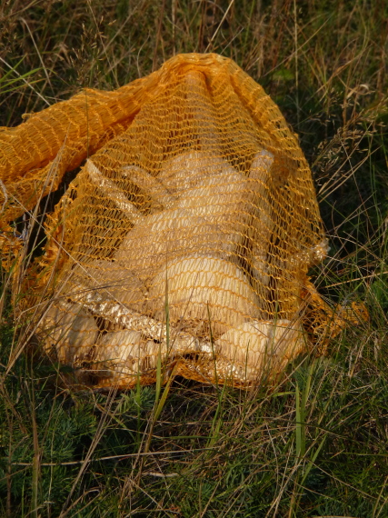 bedľa vysoká - úlovok Macrolepiota procera (Scop.) Singer