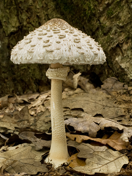 bedľa vysoká Macrolepiota procera (Scop.) Singer