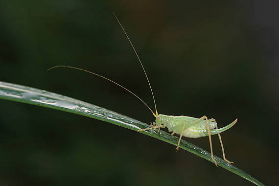 kobylka Meconema thalassinum