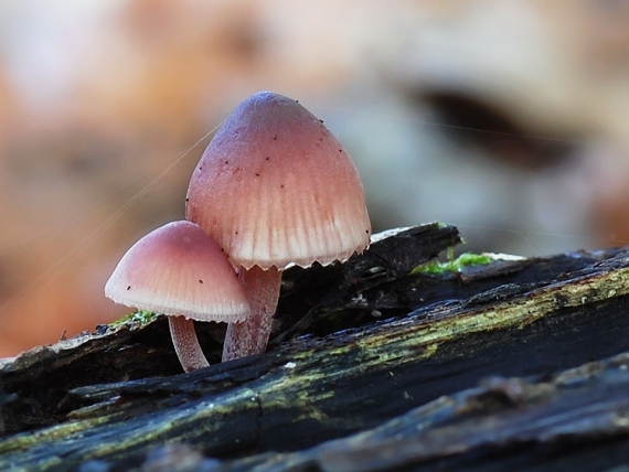 prilbička krvavomliečna Mycena haematopus (Pers.) P. Kumm.