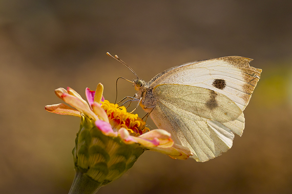 mlynárik kapustový Pieris brassicae