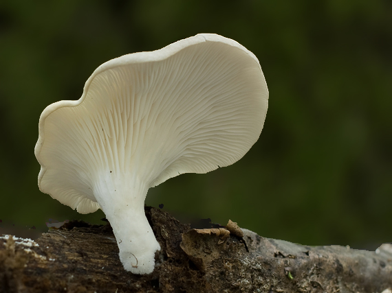 hliva Pleurotus sp.